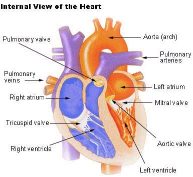 human circulatory system heart. The Human Circulatory System