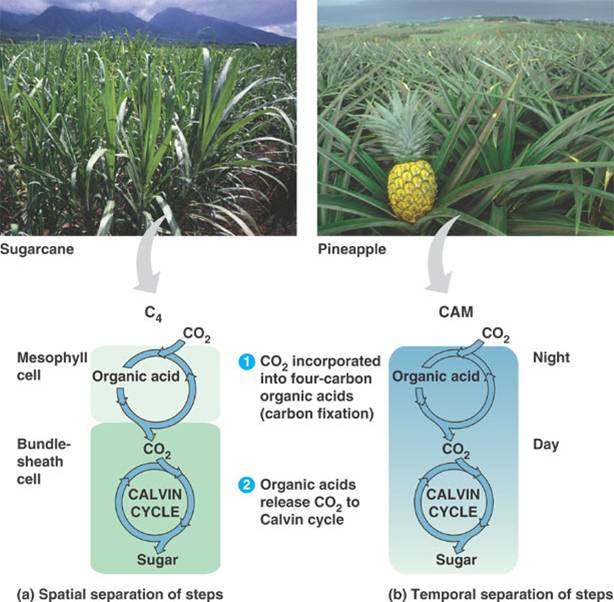 Simplified Carbon Cycle. The Carbon Cycle middot; CELLULAR