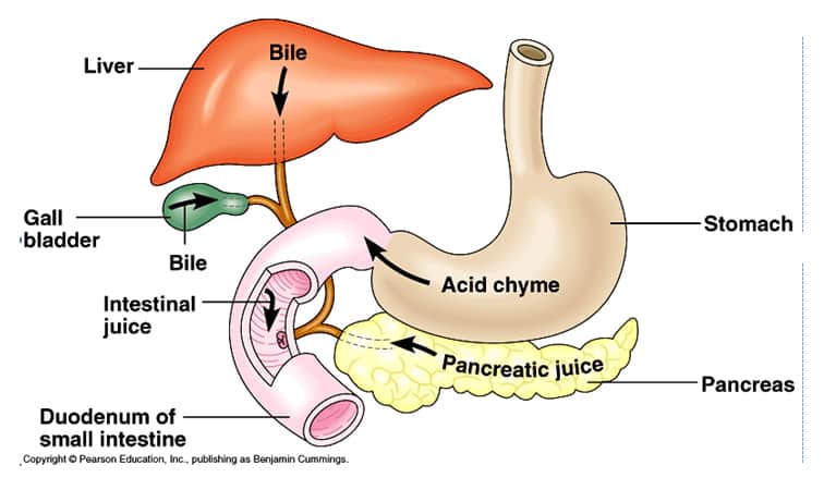 liver pancreas gallbladder anatomy. Secretions Of The Liver
