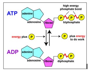 Anabolic reactions coupled with atp synthesis