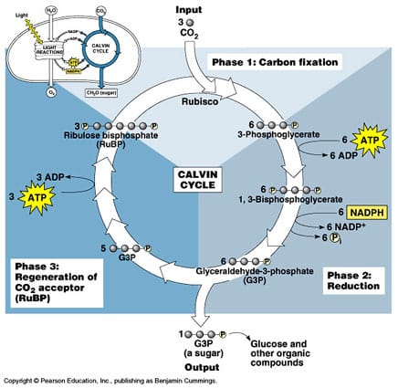 RuBP reenters the cycle to fix more carbon and the process repeats itself