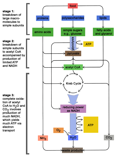 ii) Kreb's Cycle: 36 ATP