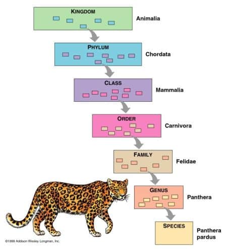 Scientific Taxonomy