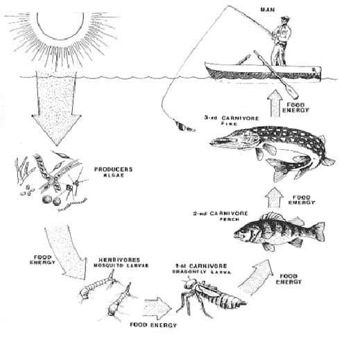 aquatic food web examples. decomposers in