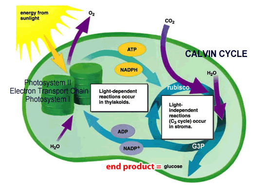 photosynthesis cycle. takes place in the stoma by means of the Calvin cycle