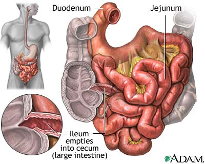 the circulatory system functions. circulatory system functions