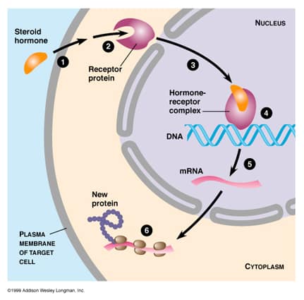 A nonsteroid hormone acts on a target cell by doing what