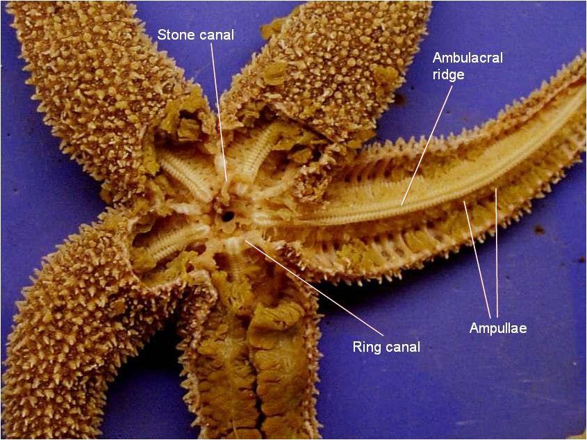 Sea Star:Dissection | Online Homework Help | SchoolWorkHelper