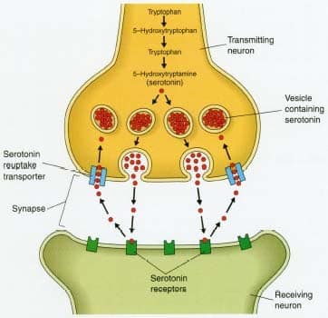 somatic nervous system. Somatic Nervous system: