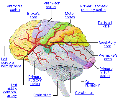 Parts of the brain: