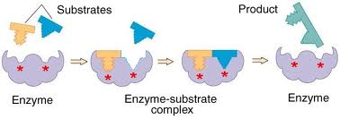How The Enzymes Affect Enzyme Catalysis
