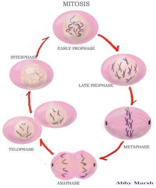 animal cell going through mitosis