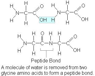 polypeptide amino acids