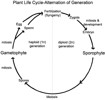  Spore -> Gametophyte (n) -> Gametes -> fertilization zygote= diploid