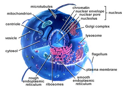 Cytoskeleton: Helps cell maintain its 