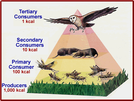 What are the biotic and abiotic factors.