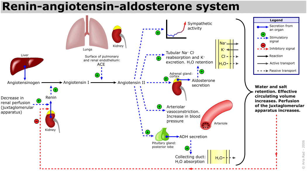 Water Balance: ADH, Angiotensin, Aldosterone | Online Homework Help ...