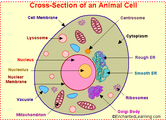 The animal cell 