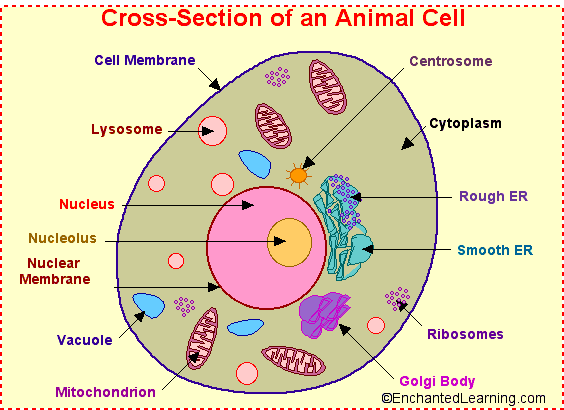 basic animal cell structure