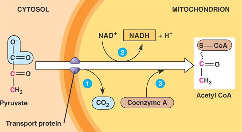 biology-the-miracle-of-life-cellular-respiration-pyruvate-oxidation