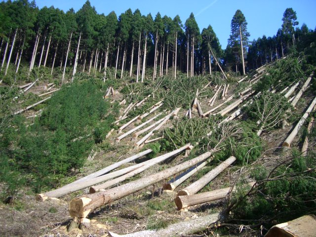 http://schoolworkhelper.net/wp-content/uploads/2011/06/Deforestation-2.jpg