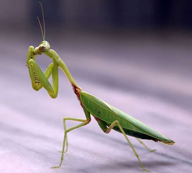 Pictures Of Praying Mantis  - Free Praying Mantis  pictures 