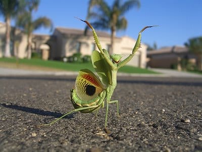 Pictures Of Praying Mantis  - Free Praying Mantis  pictures 