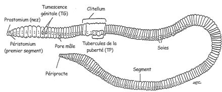 Earthworm Dissection Lab Answers | Online Homework Help | SchoolWorkHelper