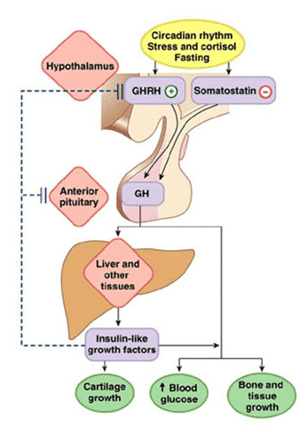 Effect of steroids on human body