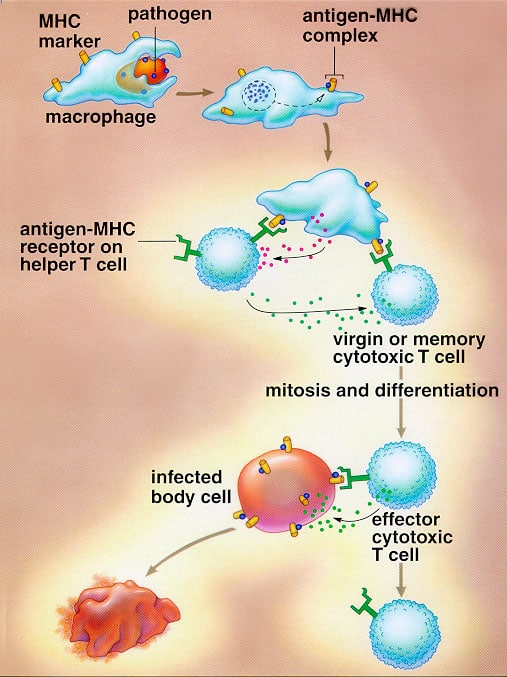 cell mediated response