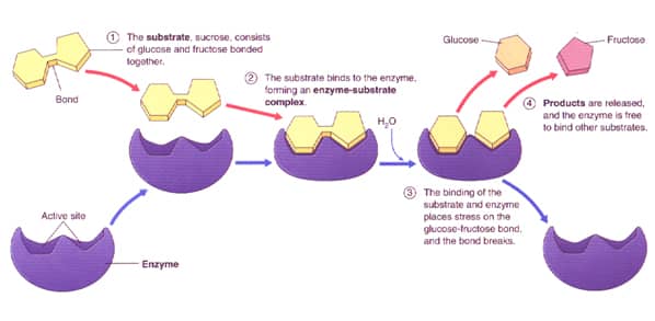 the effects that enzymes can have on substrates