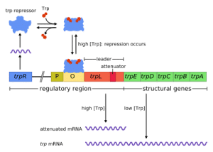 Positive and negative regulation of lac operon pdf picture