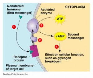 The Endocrine System: Function and Structure | SchoolWorkHelper