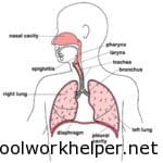 The Respiratory System: Structure and Function | SchoolWorkHelper