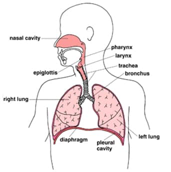 respiratory system functions and structure