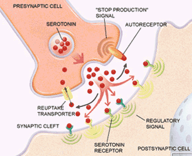 synapse executor