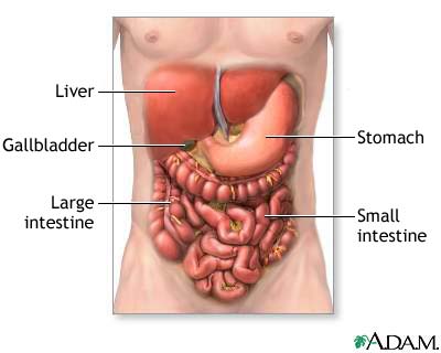 what is the structure and function of the digestive system