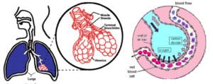 The Respiratory System: Structure and Function | SchoolWorkHelper