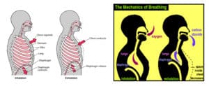 The Physiology of Respiration | SchoolWorkHelper