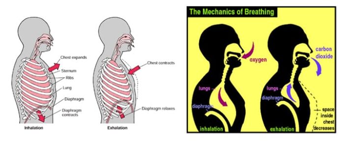 mechanics-of-breathing