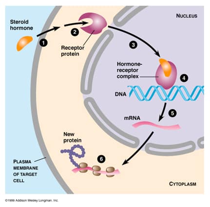 Steroid in body