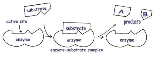 simple enzyme structure