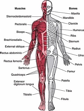 FAQ_Musculoskeletal_System | SchoolWorkHelper