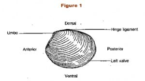 Clam Dissection Lab: Explained | SchoolWorkHelper