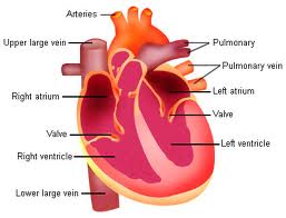 Composition of Cardiovascular System