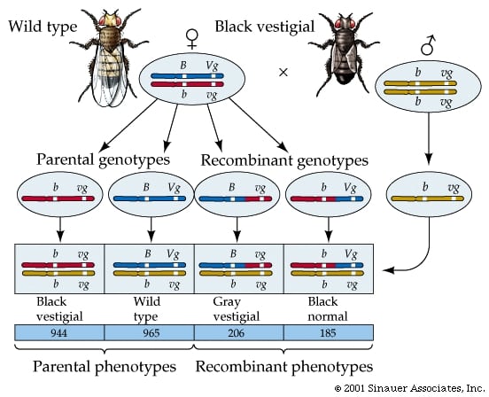 genetic linkage diagram