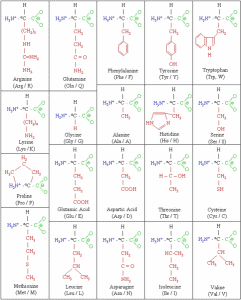 Amino Acids: Categories & Function | SchoolWorkHelper