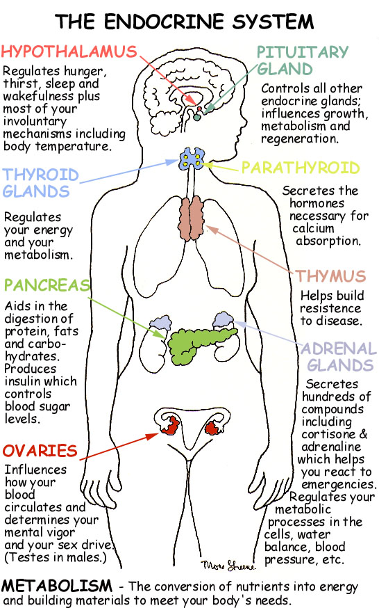 endocrine system hormones