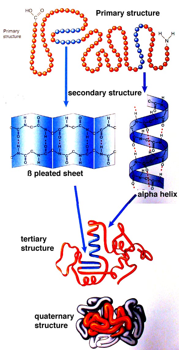 building blocks of proteins