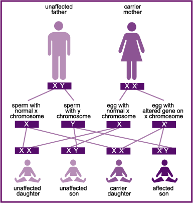 Linkage, recombination and the mapping of genes on chromosomes